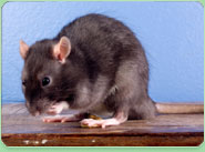 rat control Ashford
